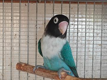 Inseparabile mascherato femmina blu