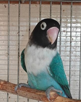 Inseparabile mascherato femmina blu