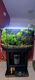 Piante acquario 