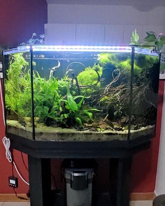 Piante acquario 