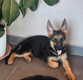 Cucciola pastore tedesco