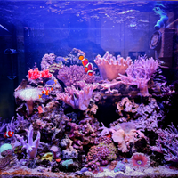 Talee varie di coralli molli acquario marino
