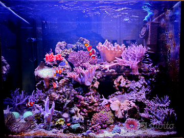 Talee varie di coralli molli acquario marino