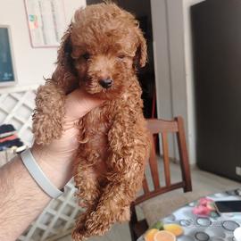 barboncino toy