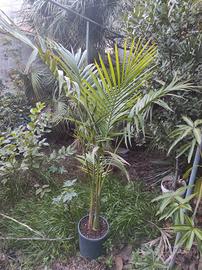 Archontophoenix Alexandrae