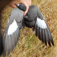 Piccioni adestrati cinbelli e volantini