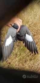 Piccioni adestrati cinbelli e volantini