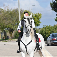 Cavallo spagnoli e frisoni