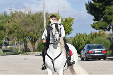 Cavallo spagnoli e frisoni