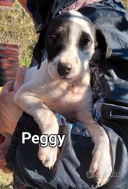 Peggy cucciola adorabile