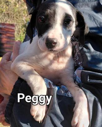 Peggy cucciola adorabile