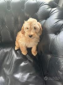 Maltipoo