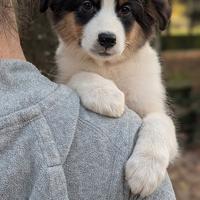 Cucciola tricolore nera di australian shepherd