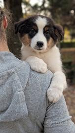 Cucciola tricolore nera di australian shepherd