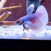 Betta Halfmoon Dumbo