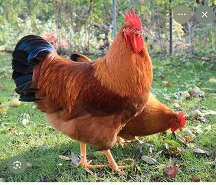 Galline uovaiole