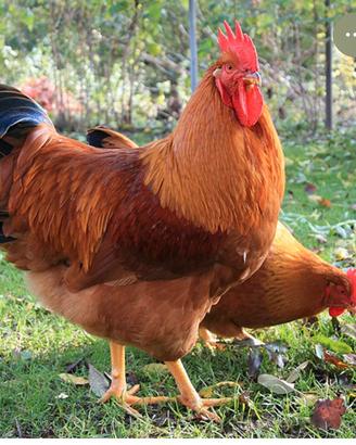 Galline uovaiole