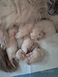 Gatti siberiani neva