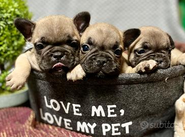 Bulldog francese cuccioli