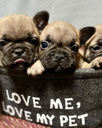 Bulldog francese cuccioli