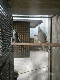 Coppia Pappagalli Calopsite