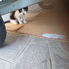 Gattino di pochi mesi