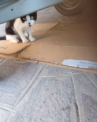 Gattino di pochi mesi