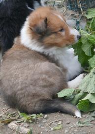 Lassie maschietto e femminuccia