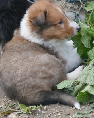 Lassie maschietto e femminuccia
