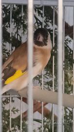 cardellina faccia nera