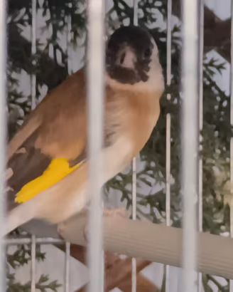 cardellina faccia nera