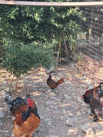 Disponibili gali giovani