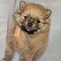 Cucciolo spitz tedesco