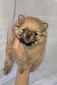 Cucciolo spitz tedesco