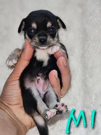 Chihuahua toy maschio