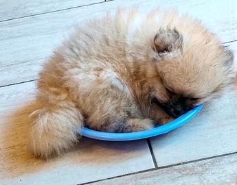 Spitz tedesco nano (volpino Pomerania)