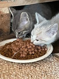 Gattini europei
