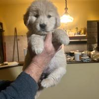 Cuccioli golden retriver