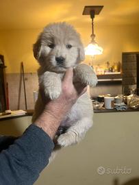Cuccioli golden retriver