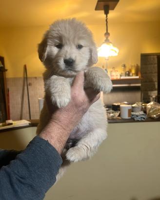 Cuccioli golden retriver