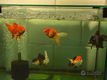 Oranda Gold fish