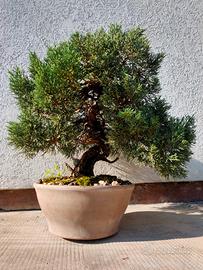 Bonsai Ginepro Juniperus Chinensis Itoigawa 