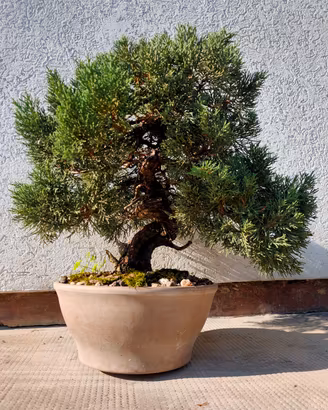 Bonsai Ginepro Juniperus Chinensis Itoigawa 