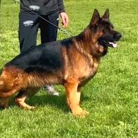 Cuccioli e cuccioloni di pastore tedesco