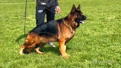 Cuccioli e cuccioloni di pastore tedesco