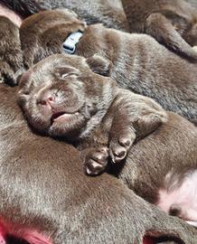 Cuccioli labrador