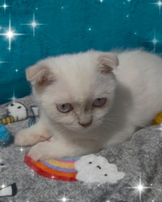Gattino scottish fold lilac point