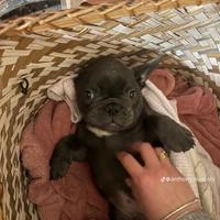 Si vende Cucciolo maschio bulldog francese blue