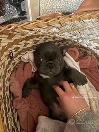 Si vende Cucciolo maschio bulldog francese blue