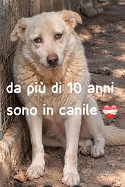 MAMY 13 ANNI taglia media grande